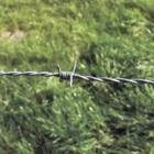 Barbed Wire [BevaBarb] Light Galvanized 3